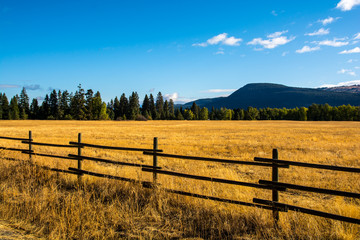 Yellow field and fence in Fintry Provincial Park