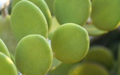 Thick green succulent leaves of Xerosicyos danguyi - also known as Silver Dollar - plant growing in Madagascar. Most flora is endemic on this island