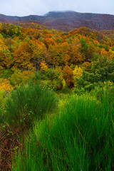 Atlantic forest, Monasterio de Hermo, Fuentes del Narcea, Dega&ntilde;a e Ibias Natural Park, Asturias, Spain, Europe