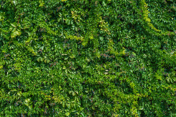 Green leaves wall background. Green ivy texture.