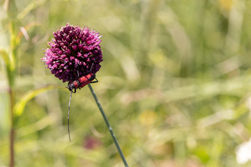 Beetle Beetle Koehler on allium sphaerocephalon flower in the fi