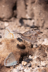Small butterfly with protective camouflage color