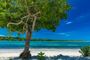 Fototapeta premium Palm trees on a tropical beach, Vanuatu, Erakor Island, Efate