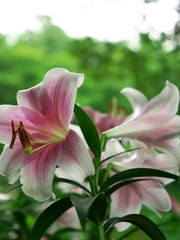 Fototapeta premium Lily Garden in Japan