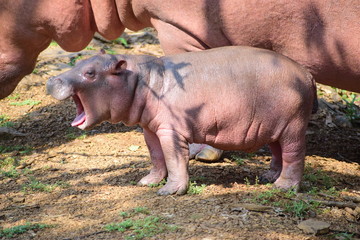 Hippopotamus mother and a baby