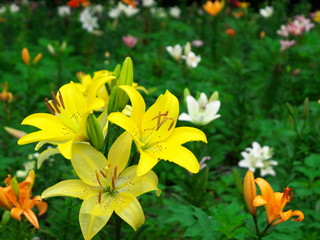 Obraz premium Lily Garden in Japan