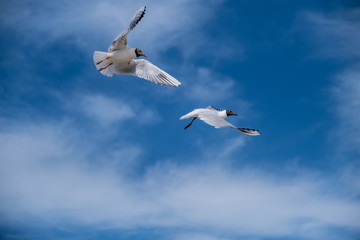 two white seagulls are flying in the sky. Flying birds