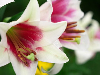 Fototapeta na wymiar Lily Garden in Japan