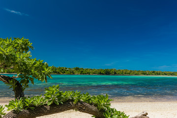 Palm trees on a tropical beach, Vanuatu, Erakor Island, Efate