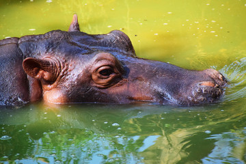 hippo in water looking face