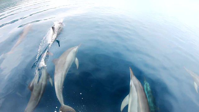 Spinner dolphins in the tropical pacific ocean join a boat, play and ride the bow wave