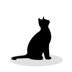 shadow of black cat isolated on white background