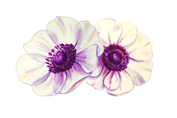 Two beautiful white anemonies. Bouquet of flowers. Floral print. Marker drawing. Watercolor painting. Wedding and birthday composition. Greeting card. Flower painted background Hand drawn illustration