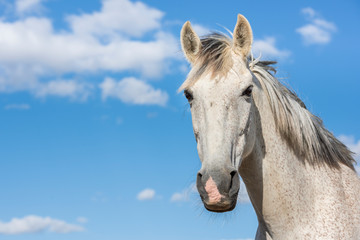 Fototapeta na wymiar Portrait of a white grey horse looking at camera. Blue sky with clouds. Horizontal. No people. Copyspace.