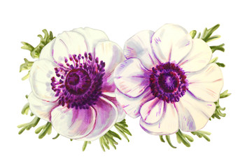 Two beautiful white anemonies. Bouquet of flowers. Floral print. Marker drawing. Watercolor painting. Wedding and birthday composition. Greeting card. Flower painted background Hand drawn illustration