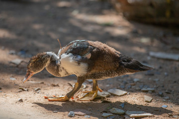 Group of thai brown ducks finding food at swamp nature.