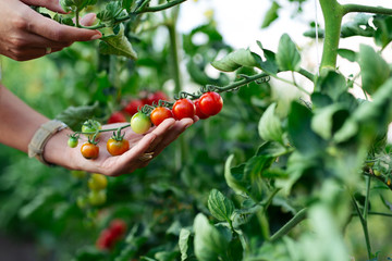 Woman hand picking ripe red cherry tomatoes in green house farm