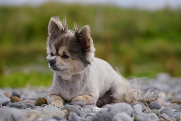 portrait of a dog