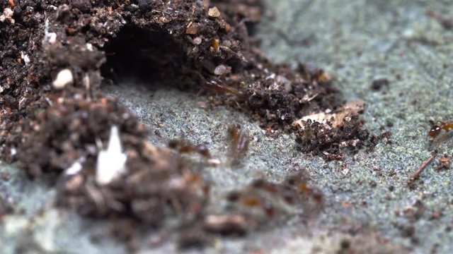 Invasive coastal brown ants, also known as the Big-headed ants, Pheidole megacephala, at their nest entrance