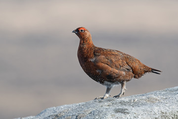 Red Grouse (Lagopus lagopus scotica) on a fence post