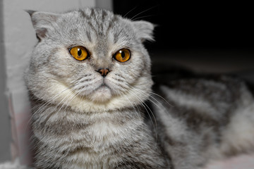 So cute scottish fold cat.