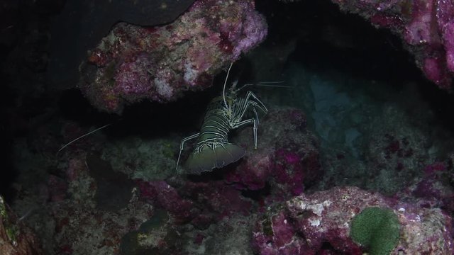 Painted Lobster, Panulirus Versicolor walking on the tropical reef at night dive