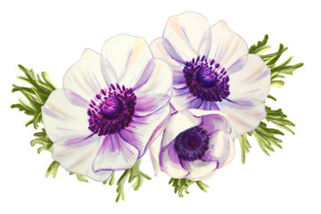 Three beautiful white anemonies. Bouquet. Floral print. Marker drawing. Watercolor painting. Wedding and birthday composition. Greeting card. Flower painted background Hand drawn illustration.