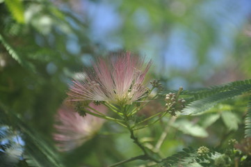 Lankaran acacia blooms in Crimea