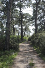 Fototapeta na wymiar Wood pine path