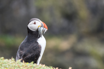 Fototapeta premium Puffin (Fratercula arctica) with sand eels in beak - Image