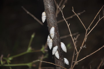 White snails on the tree