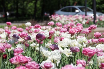 Obraz premium Lot of tulips in the city flower bed, selective focus. tulips in pink and white color