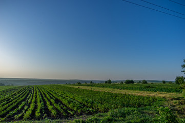 Fototapeta na wymiar Plowed field at sunrise in summer