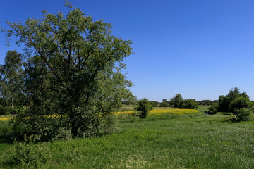 Fototapeta na wymiar Sunny summer rural landscape with river, fields, trees and blue sky.