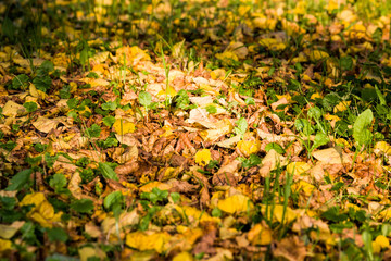 dry sunlight-lit foliage