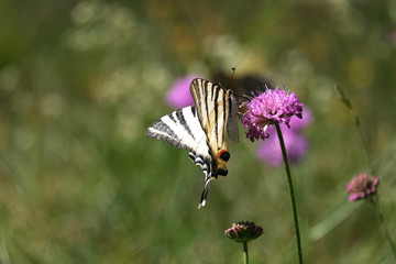 Papillon butiner fleur