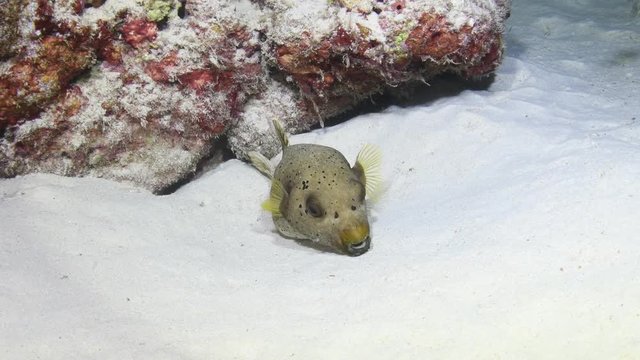 Blackspotted Puffer, Arothron nigropunctatus getting cleaned by cleaner Shrimps