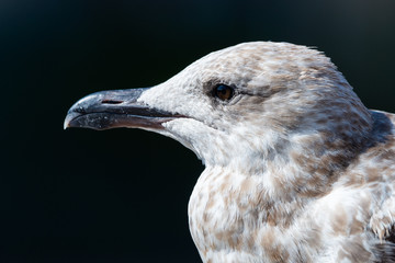 Close portrait of a sea gull on dark background