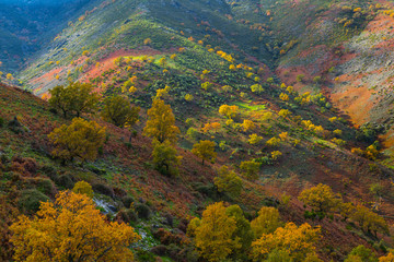 PYRENEAN OAK - ROBLE REBOLLO (Quercus pyrenaica), Ambroz valley, Cáceres, Extremadura, Spain, Europe