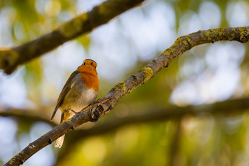 A red robin or Erithacus rubecula. This bird is a regular companion during gardening pursuits