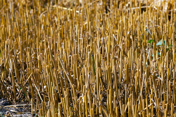 cereal farming field