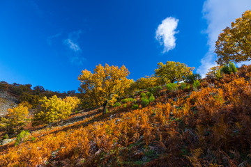 PYRENEAN OAK - ROBLE REBOLLO (Quercus pyrenaica), Ambroz valley, Cáceres, Extremadura, Spain,...