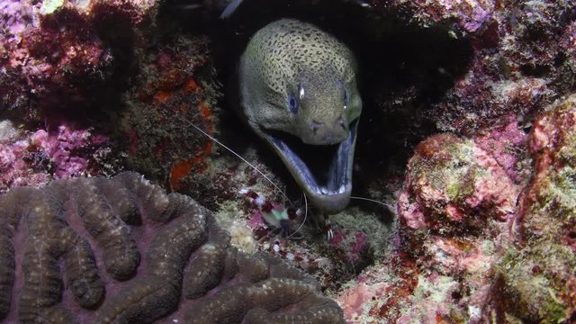 Giant Moray Eel, Gymnothorax javanicus, being cleaned by a Banded coral shrimp, Stenopus hispidus