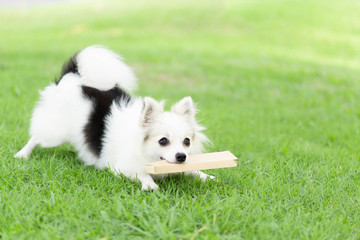 Closeup puppy pomeranian playing on green grass nature background, dog healthy concept, selective focus