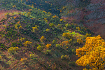 PYRENEAN OAK - ROBLE REBOLLO (Quercus pyrenaica), Ambroz valley, Cáceres, Extremadura, Spain,...
