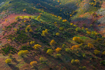 PYRENEAN OAK - ROBLE REBOLLO (Quercus pyrenaica), Ambroz valley, Cáceres, Extremadura, Spain,...