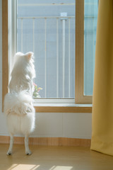 창 밖을 바라보는 흰색 강아지