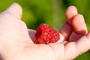 ripe red raspberry