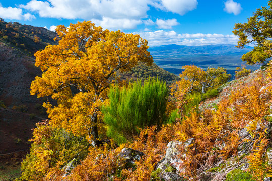 PYRENEAN OAK - ROBLE REBOLLO (Quercus pyrenaica), Ambroz valley, C&aacute;ceres, Extremadura, Spain, Europe