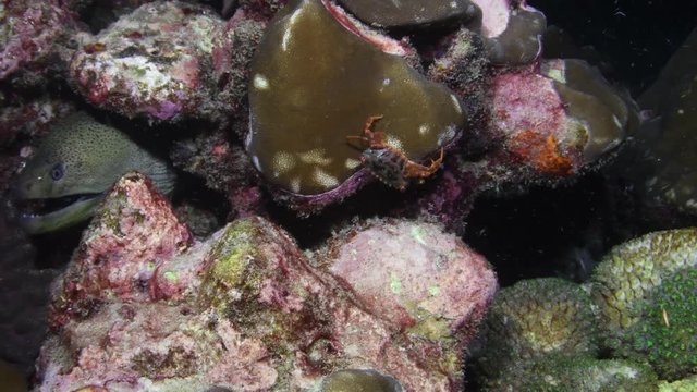 Giant Moray eel, Gymnothorax javanicus getting cleaned by Banded coral shrimp closeup 